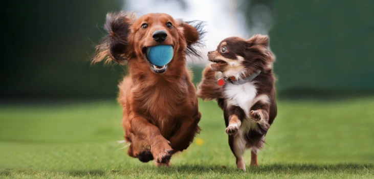 Two dogs playing with BarxBuddy Busy Ball