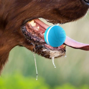 A dog holding BarxBuddy Busy Ball