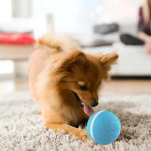 Small dog playing with BarxBuddy Busy Ball