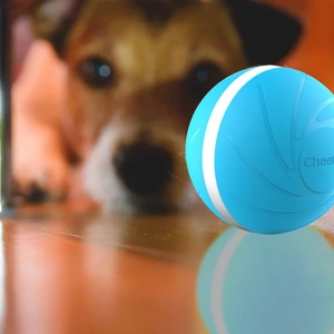 A dog staring at BarxBuddy Busy Ball