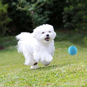 A white dog playing with BarxBuddy Busy Ball