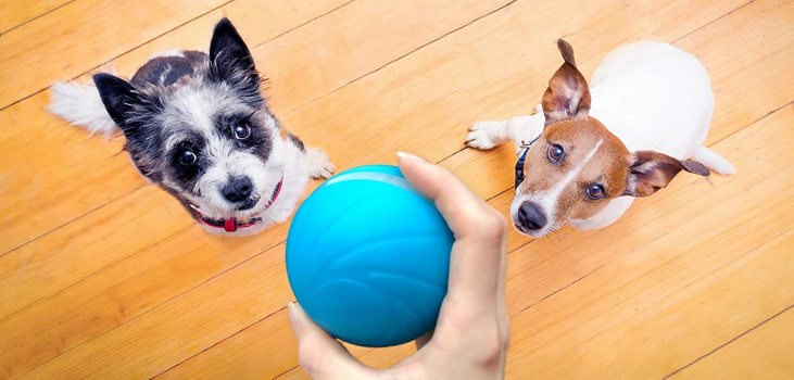 pet owner holding BarxBuddy Busy Ball and two dogs focused on playing with it