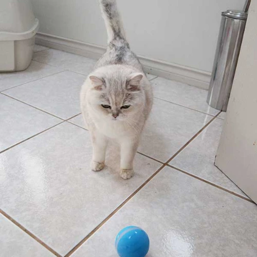 Cat staring at BarxBuddy Busy Ball