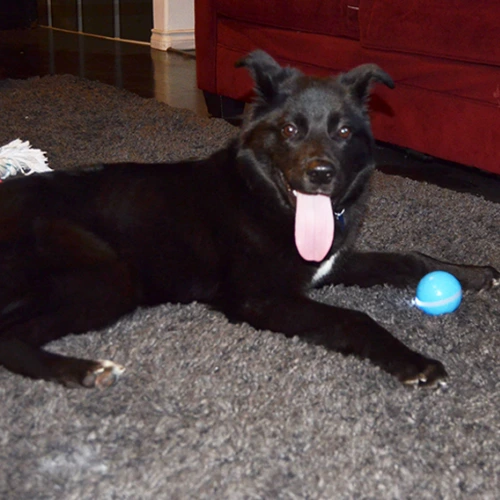 Dog laying next to BarxBuddy Busy Ball