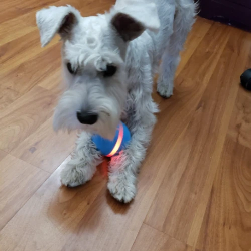 Dog playing with with BarxBuddy Busy Ball